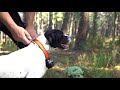 FDC33TV Field trial  de chiens britanniques