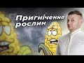 ЯК АЛЕЛОПАТІЯ ЗМЕНШУЄ ВРОЖАЙНІСТЬ КУКУРУДЗИ? #агрофіл