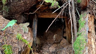 Abandoned Mine Workings Found Below Road!
A zone of mineralization discovered contains copper minerals and an old mine was found.
FOR MORE INFORMATION FOLLOW OUR SOCIAL MEDIA & WEBSITES.
911 EXPLORATION CORP - SOCIAL MEDIA
Website - https://www.911mining.com
Telegram Channel - https://t.me/MINING_911
Patreon - https://www.patreon.com/911mining
Facebook - https://m.facebook.com/911mining
Instagram - https://www.instagram/911mining/
Twitter - https://twitter.com/911MININGCO?t=hXJrg4zYEQg1aV5gyV4uqw&s=09
Second Channel - https://www.youtube.com/channel/UCDUUypwEoUAEKatNs6yqbGg
KERMODE RESOURCES LTD - SOCIAL MEDIA
Website - https://www.kermoderesources.com
Twitter - https://twitter.com/Kermode_KLM?t JcSTd65o2A68MSVY6WsCQ&s=09
Instagram - https://instagram.com/kermoderesources?igshid=ZDdkNTZiNTM=
Facebook - https://www.facebook.com/profile.php?id=100090422242142&mibextid=ZbWKwL
#copper #gold #mine Abandoned Mine Workings Found Below Road!