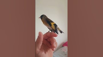 Thumbnail of The most powerful song of the goldfinch.😍