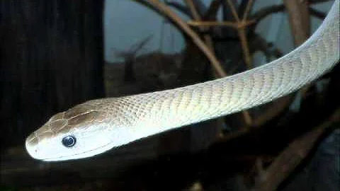 11 Most Poisonous snakes in the world