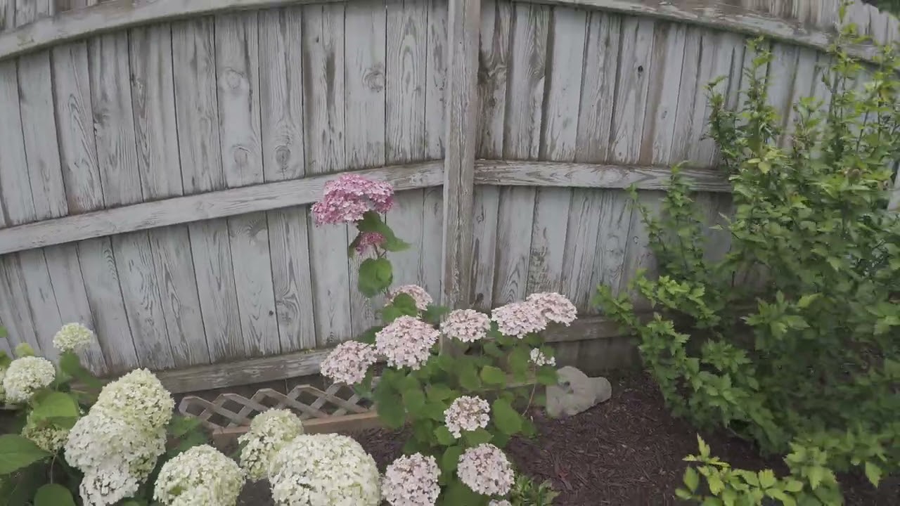 July 20, 2025 update on our lawn and flower gardens