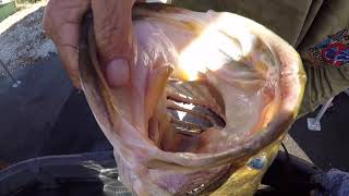 Video thumbnail of "Filmed some GIANT OKEECHOBEE BASS!!!"