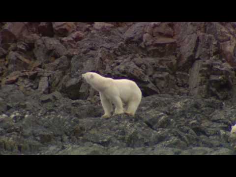 Vídeo: ¡Anuncio Del Ganador Del Concurso De Twitter Polar Bear De ExploreCanada! - Red Matador