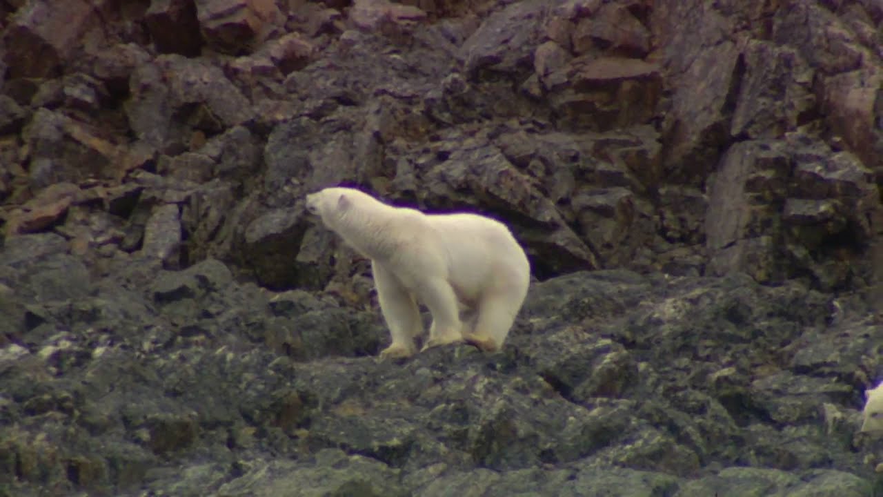 Arctic Polar Bears Nunavut, Canada YouTube