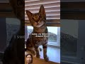 the deepest meow i've ever heard 😹 #cat #cute #meow