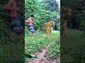 #tiger #lionhunters #wildlife #shortsfeed #shorts #short #subscribe