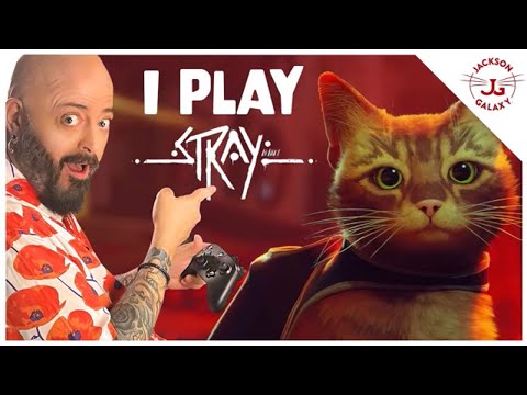 This is why the cat game Stray is getting all of the hype - SoyaCincau