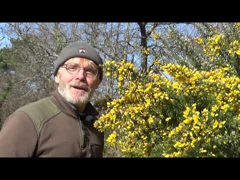 Vidéo: Teinture De L'ajonc (plante) - Propriétés Et Application De L'ajonc. Ajonc Jaune, Espagnol, Fleurs D'ajoncs