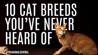 10 Cat Breeds You’ve Never Heard Of