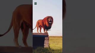 Roar Lion lion Attitude Status  Attitude Quotes  shorts attitude quotes viral