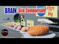 Comparación Del Tamaño Del Cerebro – Brain size comparison 3d