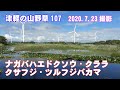 津軽の山野草107(ﾅｶﾞﾊﾞﾊｴﾄﾞｸｿｳ・ｸﾗﾗ・ｸｻﾌｼﾞ・ﾂﾙﾌｼﾞﾊﾞｶﾏ)