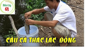 Câu cá thác thác bằng mồi tép lên được cá khủng|Miền tây 68|