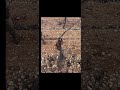 Poda de parras #campo #castillalamancha #nature #tractor #castillalamancha #uvas #vino