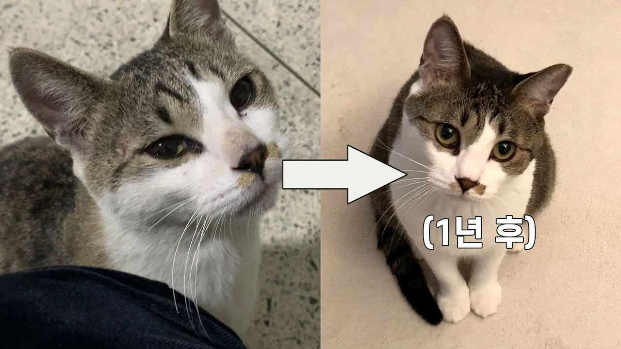 꼬질꼬질했던 길냥이를 입양 후 한결같이 사랑해주면 생기는 1년간의 변화 ㅣ감동적인 간택만남 영상 몰아보기