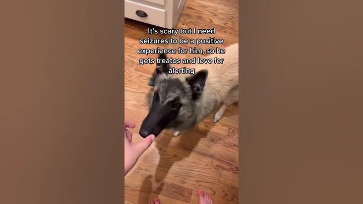 My seizure alert dog how to train your dog 🐕 (Dog Training) #shorts #dogtraining