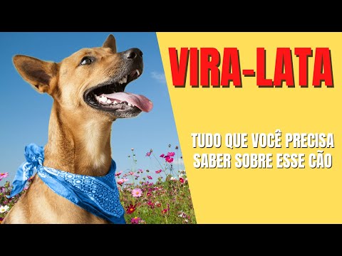 Vídeo: Pergunte a um treinador de cães: Qual é a diferença entre um híbrido e um vira-lata?