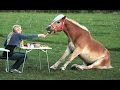 Funny Horse Videos - Try Not To Laugh [BEST OF] - YouTube