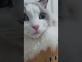 잘생쁨 로아 근접 촬영중^^ #cat #냥춘기 #고양이 #랙돌 #스코티쉬폴드 #kitten #cute #cutecat #집사  #고양이일상 #shorts #shortvideo