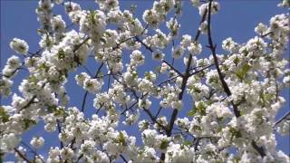 The Biggest Cherry Tree In Minsk