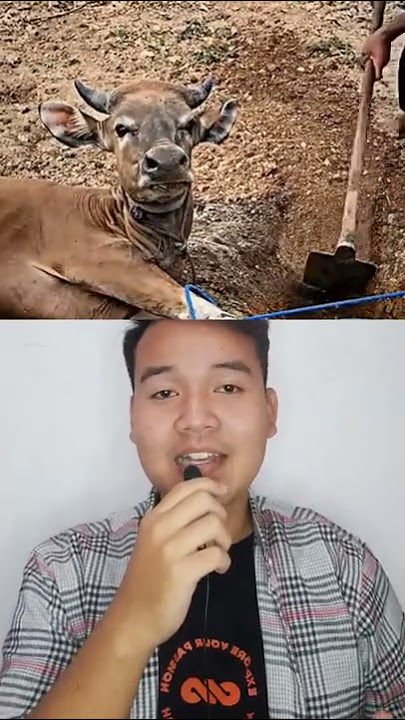 Download lagu Sapi Ini Seperti Rela Di Jadikan Hewan Qurban!!?? #shorts #iduladha #harirayaqurban