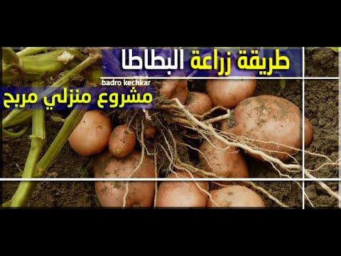 مشروع منزلي مربح - طريقة زراعة البطاطا -