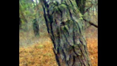 Bigfoot gives me gifts at my gifting area...Totally Awesome !!!