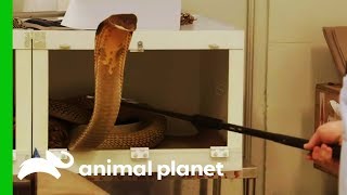 Moving A Huge King Cobra Into His New Exhibit | The Zoo