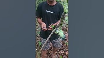 SERUNYA MIKAT BURUNG CUCAK IJO