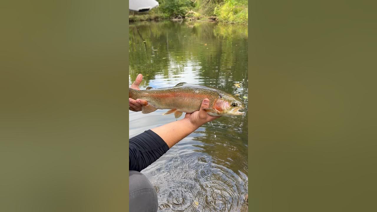 Beautiful 20 inch rainbow trout release. YouTube
