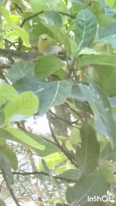 Yellow fronted White Eye bird #Softbills#Senegal#zosterops#Bird Aviary