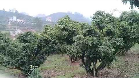 VẢI THIỀU LỤC NGẠN 2019 CHUẨN BỊ VÀO MÙA