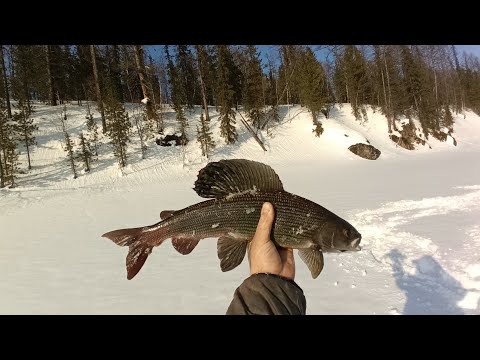 Любимая рекаЛюбимая рыбалкаТрофейный хариус.