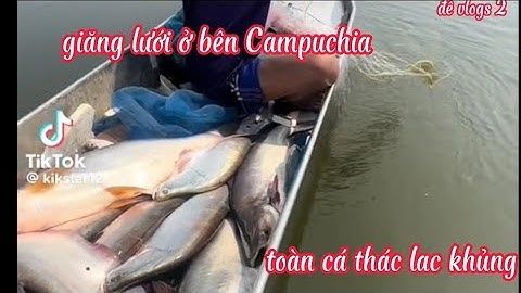 #giăng lưới ở bên Campuchia toàn dính cá thác lác khủng