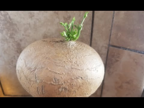 Vídeo: Que tipo de vegetal é singkamas?