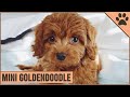 Mini Goldendoodle - The Miniature Size Goldendoodle