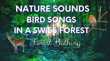 Nature Sounds - Wonderful Bird Songs in a Swiss Forest - Calming and relaxing!