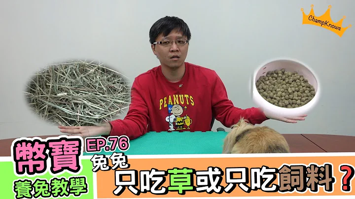 兔子可以只吃草或只吃饲料吗？｜币宝养兔教学系列 EP 76｜ChamKnows【冠军知道】#兔兔 #草 #饲料 - 天天要闻