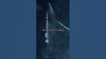 واتس اب قران كريم القارئ ياسر الدوسري من سورة (الأنبياء)