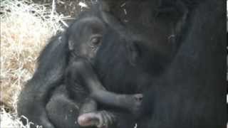 Newborn baby @Burgers' Zoo