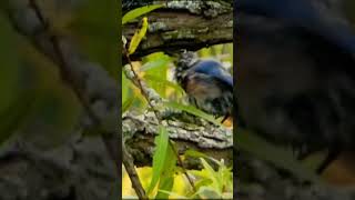 Baby Blue Bird Preening birds bluebird shorts