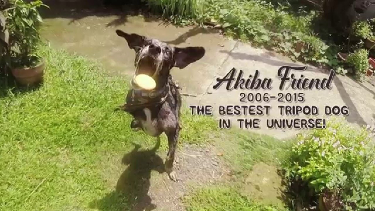 Akiba Memorial - YouTube