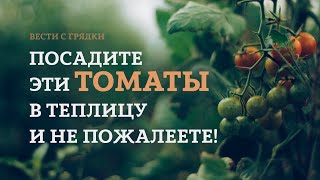 Посадите эти томаты в теплицу и не пожалеете!