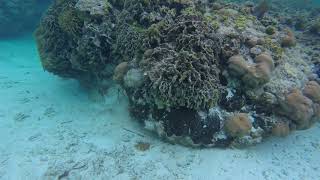 Sandy Cay Snorkeling