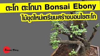 ตะโก, ตะโกนา, Bonsai Ebony ไม้ขุดใหม่เตรียมสร้างบอนไซตะโก, เริ่มใหม่อย่างไร