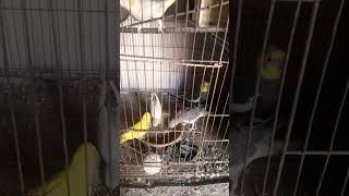 my All birds eating foods and Seed mix short video YouTube zeshan pets info
