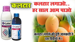 आम के जड़ में कलटार| Syngenta Cultar | Dose of Cultar| #Cultar | #Mango |@AnilRamanVillager