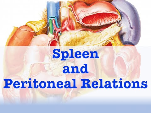 Spleen and Peritoneal