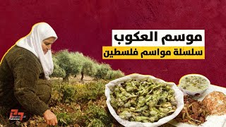 سلسلة مواسم فلسطينية - موسم العكّوب